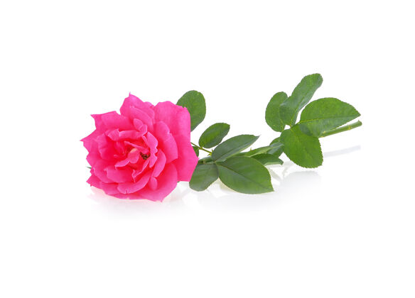 花白色表面上孤立的粉红玫瑰叶颜色花朵