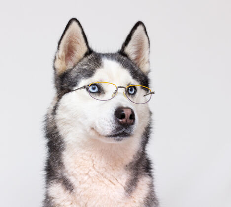 聪明的狗西伯利亚哈士奇画像在灰色的背景眼镜哈士奇狗哈士奇可爱