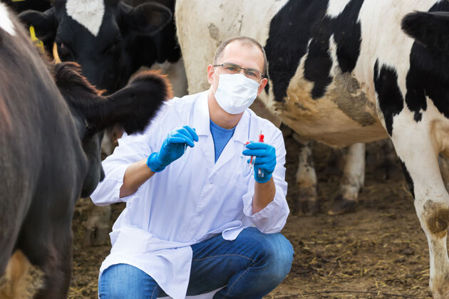 动物在农场里穿着带试管的防护服的兽医生物分析样品