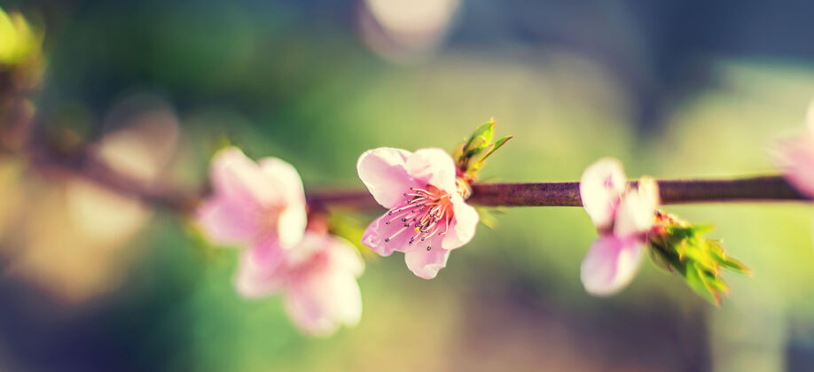 户外盛开的树花园选择性关注自然春天特写花