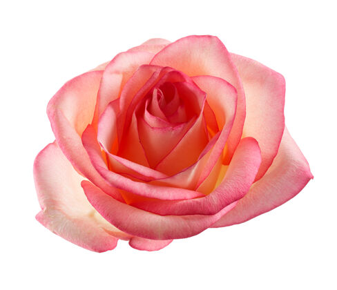 自然白色表面上孤立的玫瑰花蕾特写花美丽