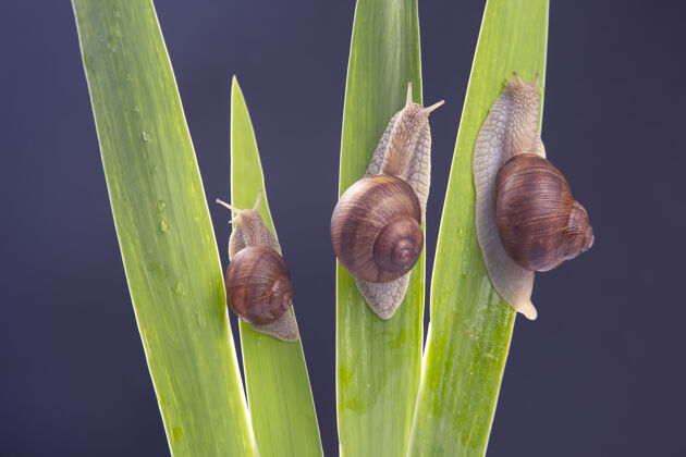 软体动物葡萄蜗牛在绿色的土地上爬行叶软体动物还有无脊椎动物爬行动物慢器官