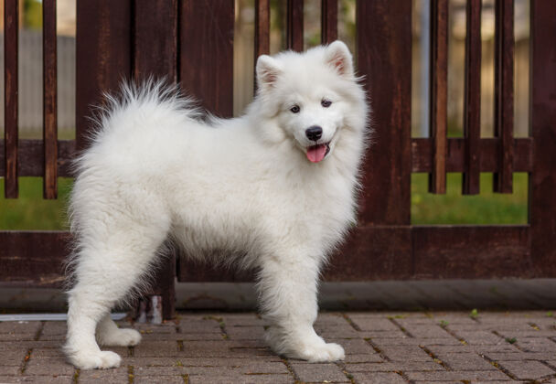 身体白色小狗萨莫耶德哈斯基站在木栅栏后面皮毛大小
