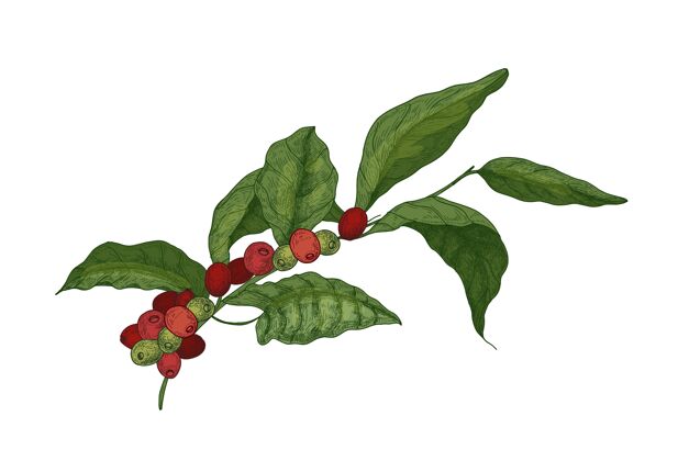 有机咖啡或咖啡树枝的植物图 有叶子和成熟的新鲜水果或浆果绘制成熟年份