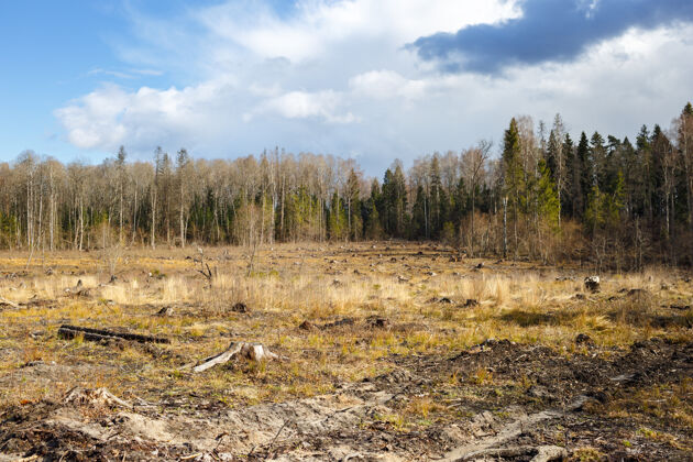 环境森林砍伐后的树桩气候锯树桩
