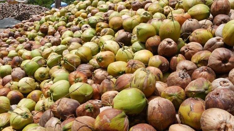 种植园椰子农场 坚果可以用来榨油和果肉生产.大型成堆的熟食椰子天堂苏梅岛泰国.传统亚洲农业年轻亚洲热带