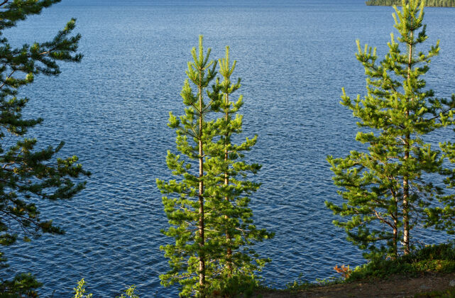 北方湖岸岩石上的松林俄罗斯岩石松树
