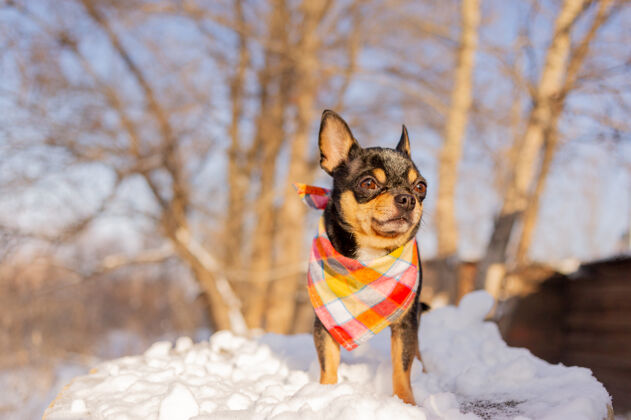 漂亮狗在里面温特吉娃娃狗在冬天散步很多雪和雪狗冬天概念狗血统自然