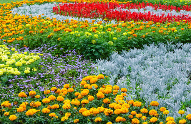 花橙色和黄色的万寿菊花 花坛上红色的猩红鼠尾草颜色植物学花坛