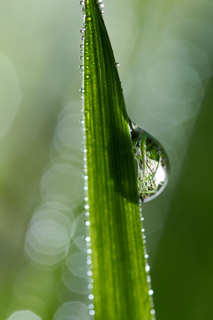 露珠叶子上水滴的微距镜头封闭自然新鲜