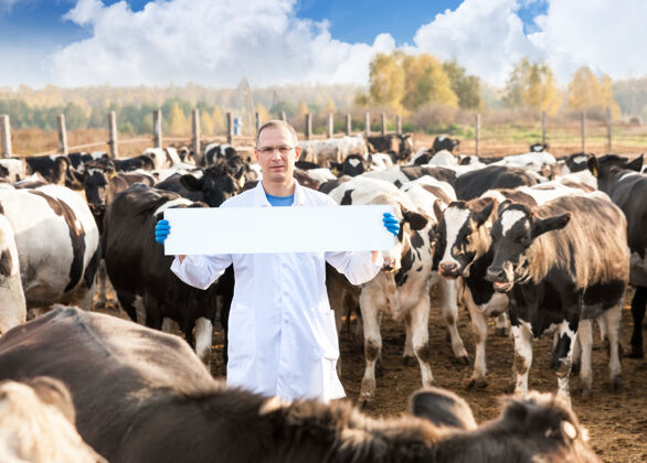 动物兽医的肖像与空白广告板或空间在农场奶牛牛护理医疗