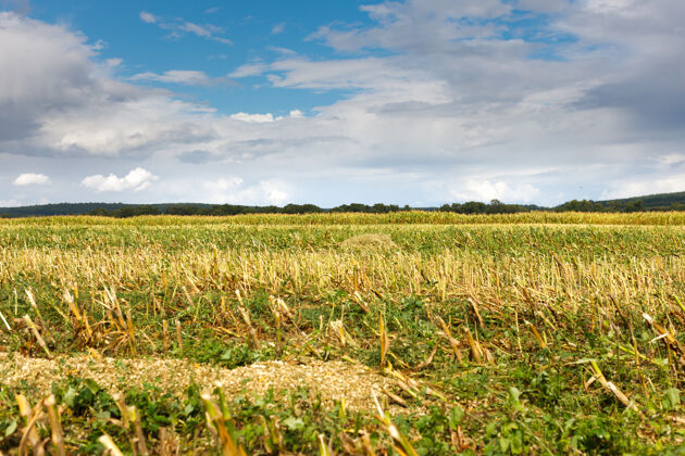 农业乡下的地里割玉米景观农作物蓝色