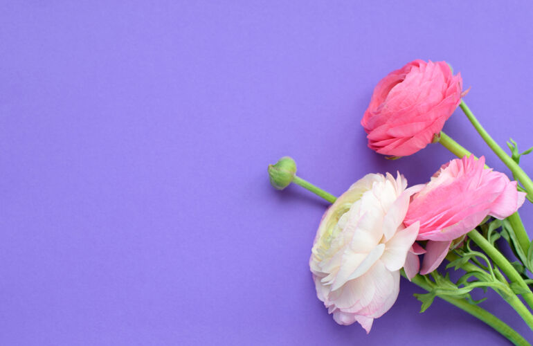 毛茛一束美丽的粉红色毛茛花在淡紫色的表面花灯光婚礼