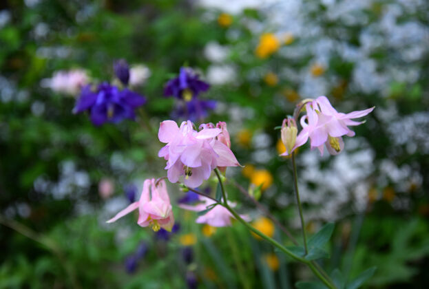 植物学春天花园里粉红色的水芹花美丽丁香开花