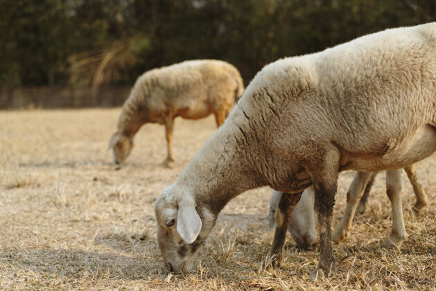 食草动物羊在吃草小田野雄性