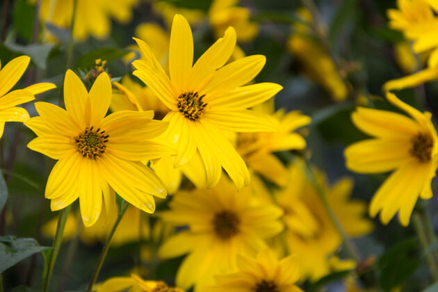 自然花园里的黄色花朵向日葵 菊芋或菊芋花乡村洋蓟