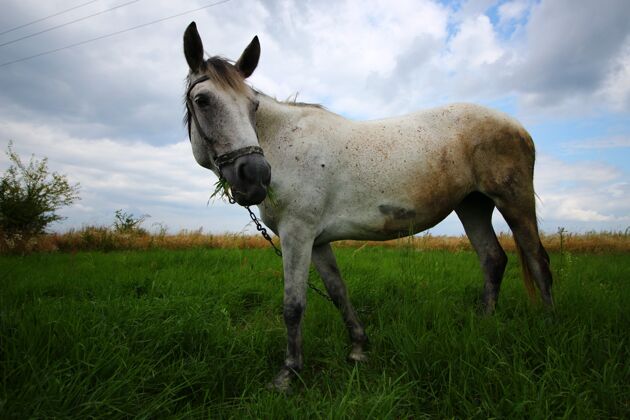 动物白马在草地上吃草放牧年轻风景