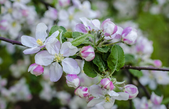 叶春天 苹果树的枝头开花了精致花花园
