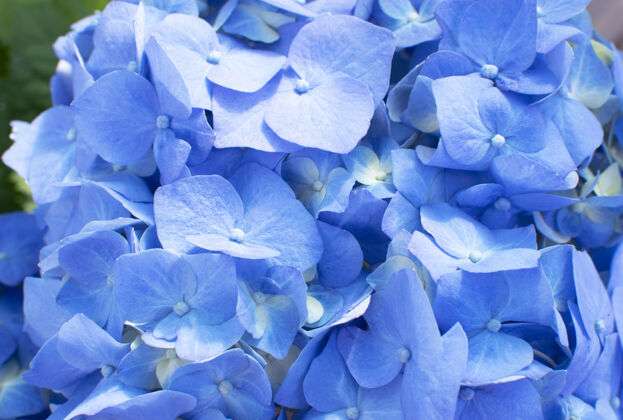 美丽美丽娇嫩的蓝色绣球花开花多彩粉彩