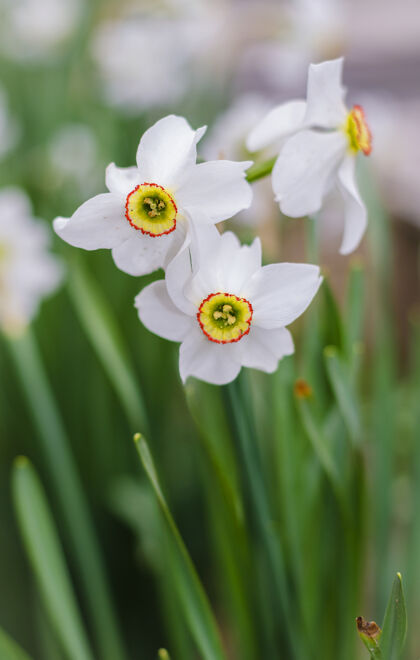 美丽春天的白水仙花在花园里盛开花束自然园艺