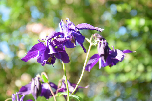 特写春天花园里的紫薇花植物学晴天新鲜