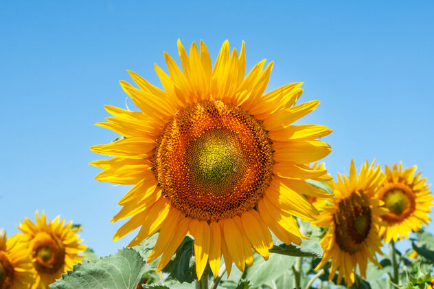 有机田野里的向日葵花在夏天开得亮黄色的花特写文化美丽