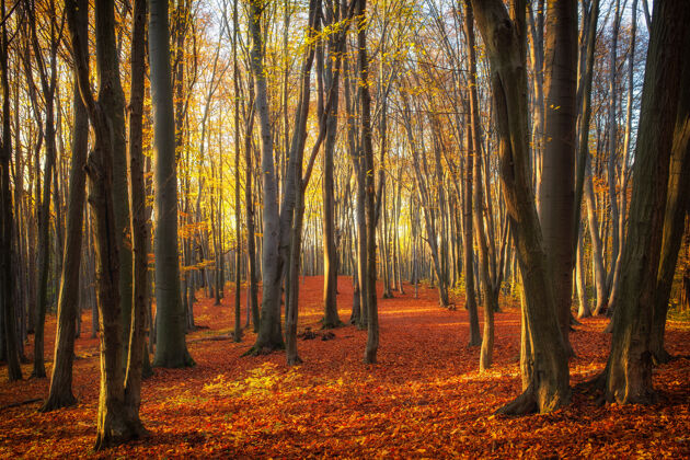 树秋天公园或森林里的美丽树木风景道路阳光