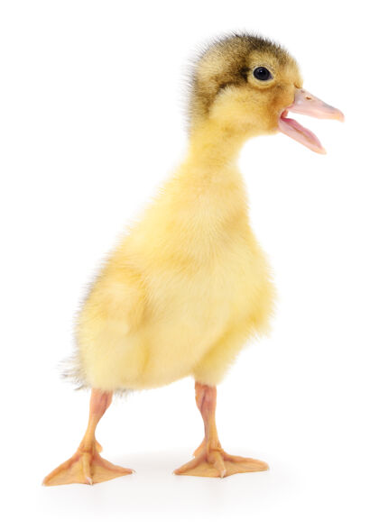动物小鸭谁是代表在一个白色的可爱鸡小
