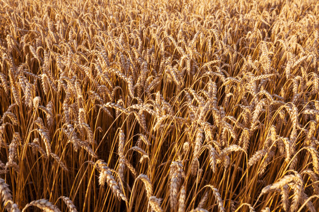 特写麦田 近距离拍摄成熟的麦穗自然生长大麦农业场景