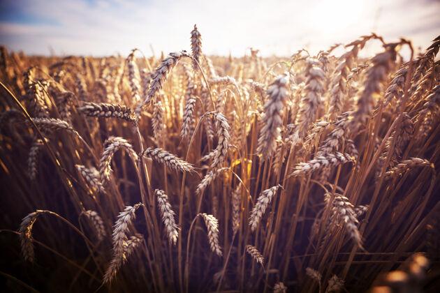 新鲜麦田 近距离拍摄成熟的麦穗自然生长特写风景自然