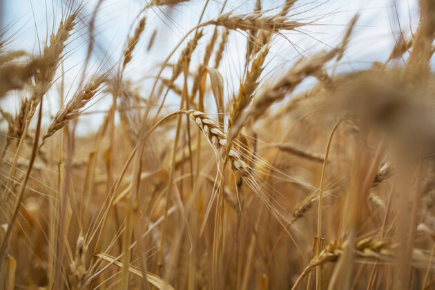 农业麦田 近距离拍摄成熟的麦穗自然生长种子场景大麦