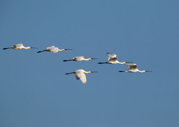 天空一群欧亚琵鹭在天空中飞翔迁徙群体天堂