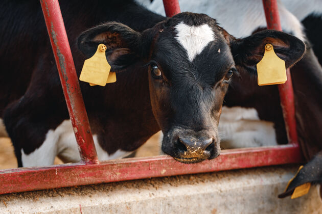 斑点小牛犊在农场的一个摊位上农业品种饲养