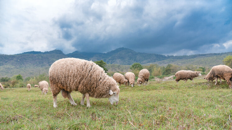 春天羊群在乡村的绿地上吃草群体羔羊草