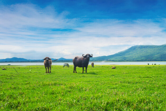 角野牛在绿草如茵的田野里强壮农场泰国