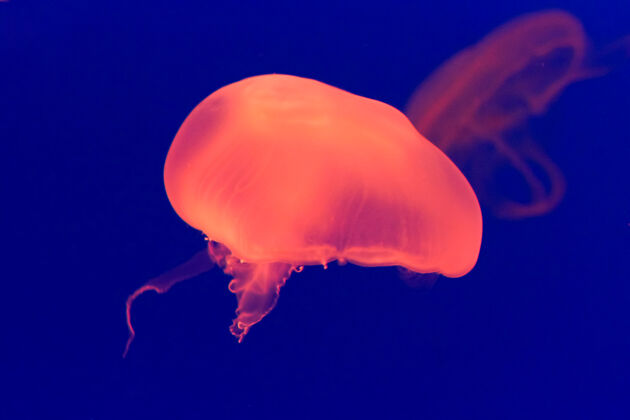 有毒大型彩色橙色水母在水母阶段与一个大浮动和尾随刺触手水下触角海洋