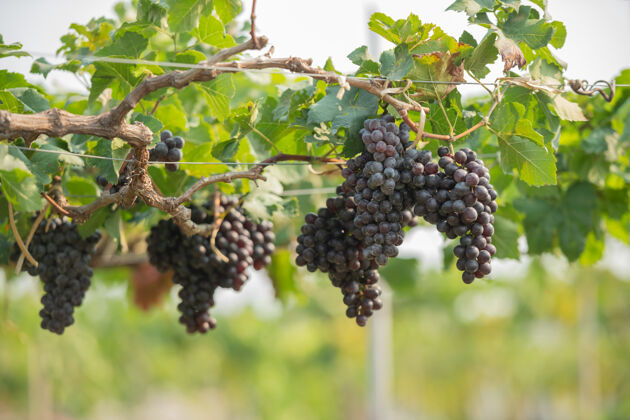 水果手拿着从植物上切下的葡萄采摘举行装饰
