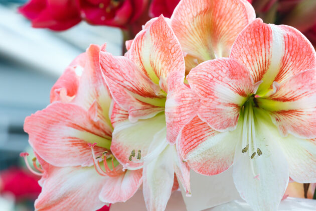 特写美丽的红色和白色的石蒜花（宏）在春天花朵美丽春天