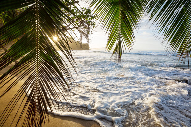 太平洋哥斯达黎加美丽的热带太平洋海岸树自然海岸线