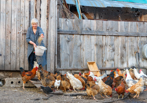 工人农妇拿着一桶喂家禽的鸡和鹅成熟家畜鸟