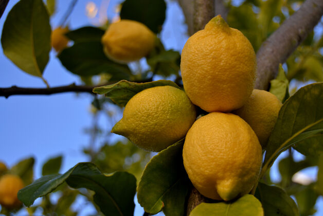植物学一堆成熟的柠檬放在柠檬树上读书采摘细节柠檬树酸橙