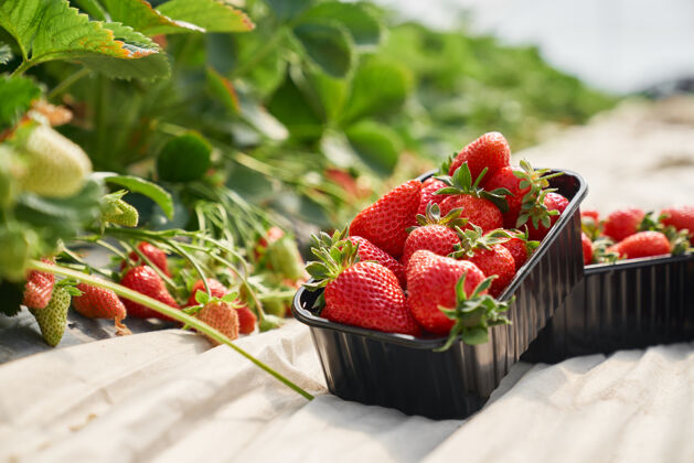 栽培新鲜成熟的草莓在黑色的塑料盒子里园艺生长划船