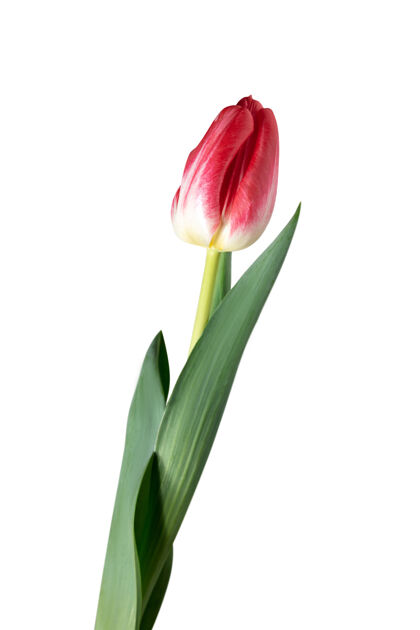 花朵红色白色背景上隔离的美丽新鲜郁金香的特写广告空间有机 花朵 春天的心情 花瓣和叶子的柔嫩和深沉的颜色华丽和辉煌明亮香草花