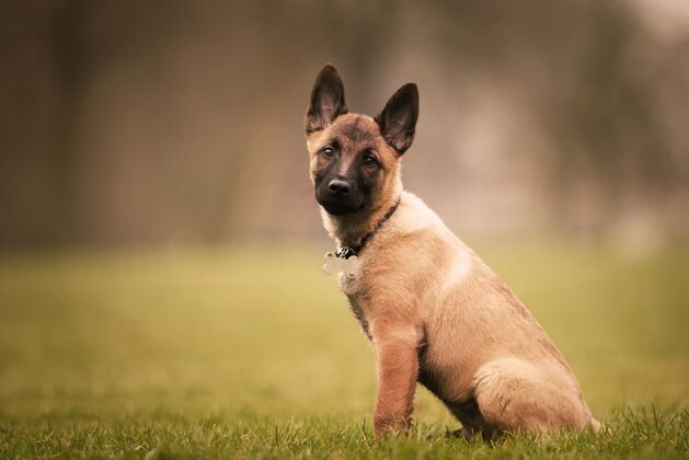 毛茸茸的可爱的比利时malinois小狗白天在户外肖像自然血统