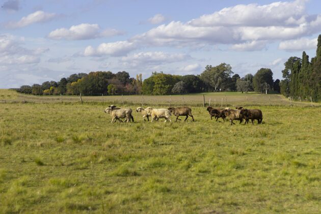 活动户外美丽的羊群农场生活绵羊农场