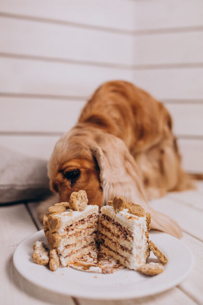糖可卡犬在家吃生日蛋糕可卡猎犬蛋糕惊喜