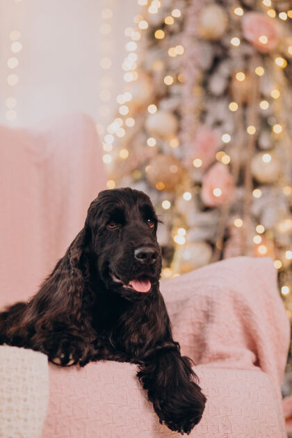 毛皮可爱的狗坐在圣诞树旁的椅子上血统美容圣诞树