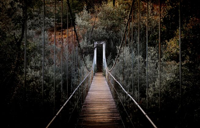 长美丽的水平拍摄了森林中一座被大树环绕的长桥环境冒险绳索