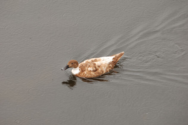 公园一只棕色鸭子在水里游泳的美丽镜头颜色鸟鸭子