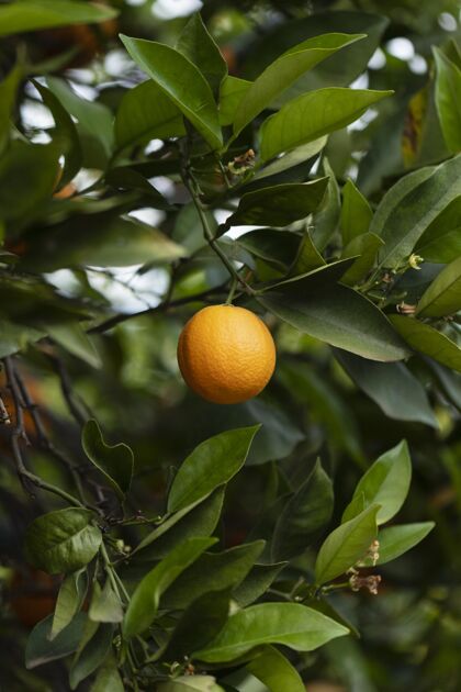 自然美丽的树 成熟的橙色果实食物热带蔬菜